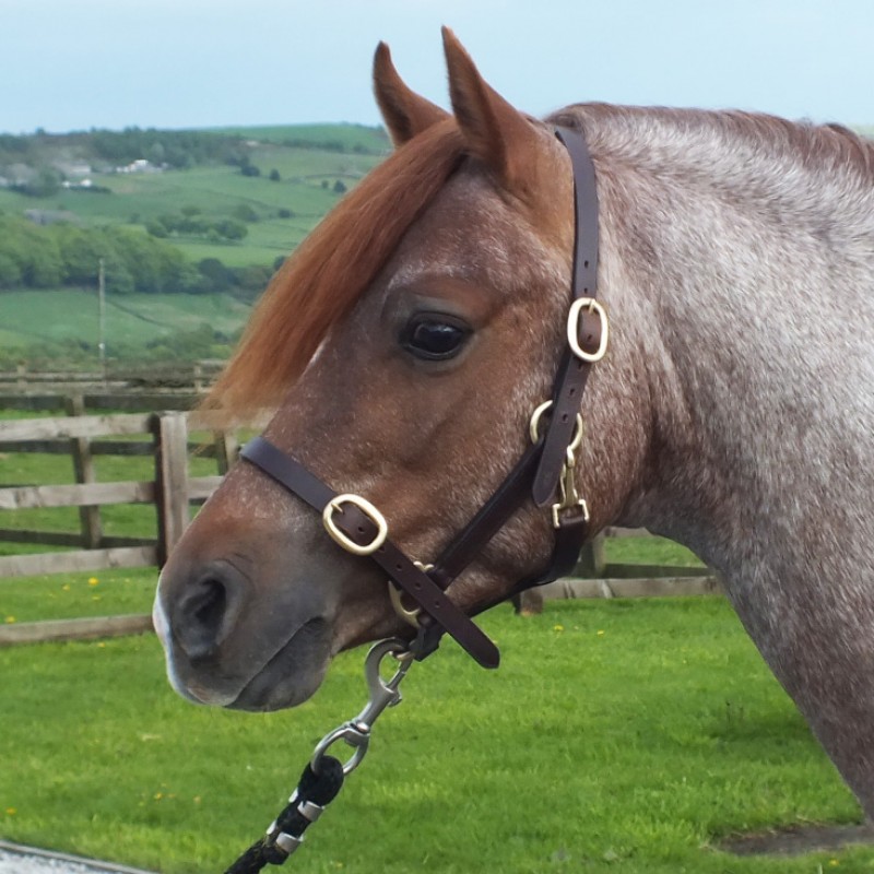 HC056 - John Whitaker Breeder Headcollar -SMALL FOAL OR FOAL SIZE LAST FEW REMAINING